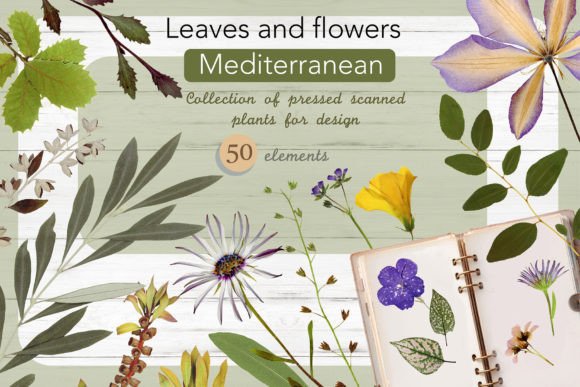 Download Leaves and Flowers. Set No. 1 - Leaves and flowers Collection