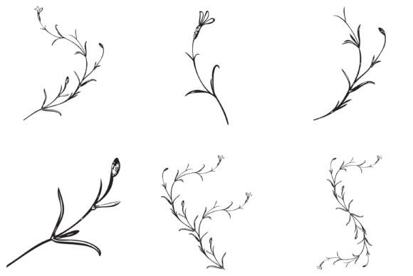 Download Botanical Hand Drawn Plants Isolated - Hand drawn Collection